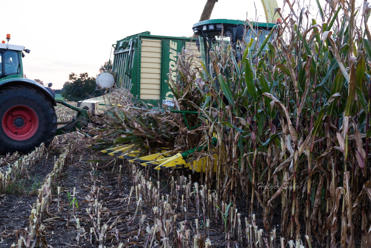 Bild 35 - Maisernte am 11.10.12